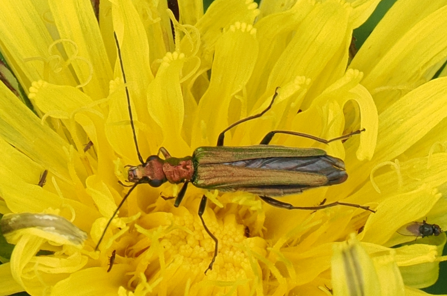 Oedemera-nobilis-F